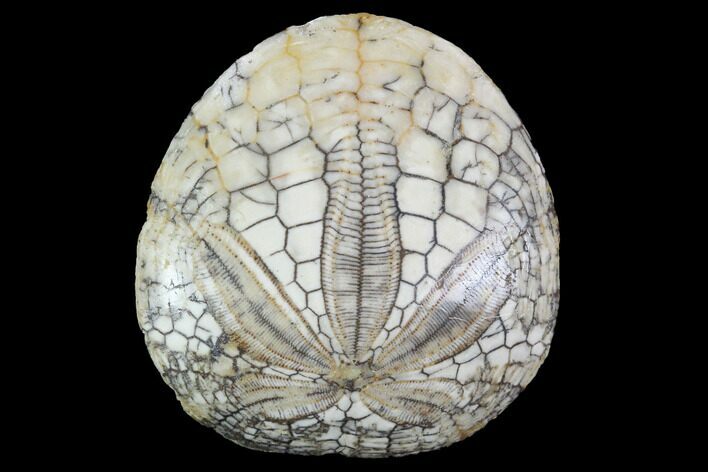 Polished Fossil Sand Dollar - California #97528